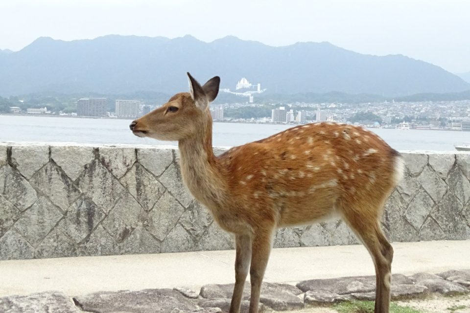 宮島２枚目