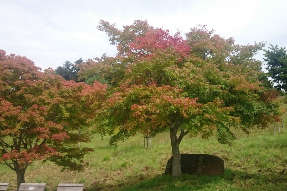 紅葉